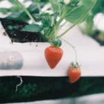 strawberries are great for vertical gardening