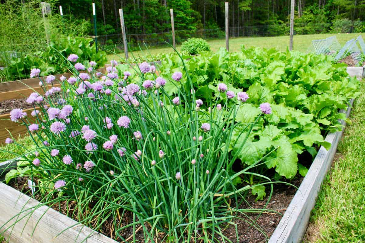chives growing in a raised bed garden