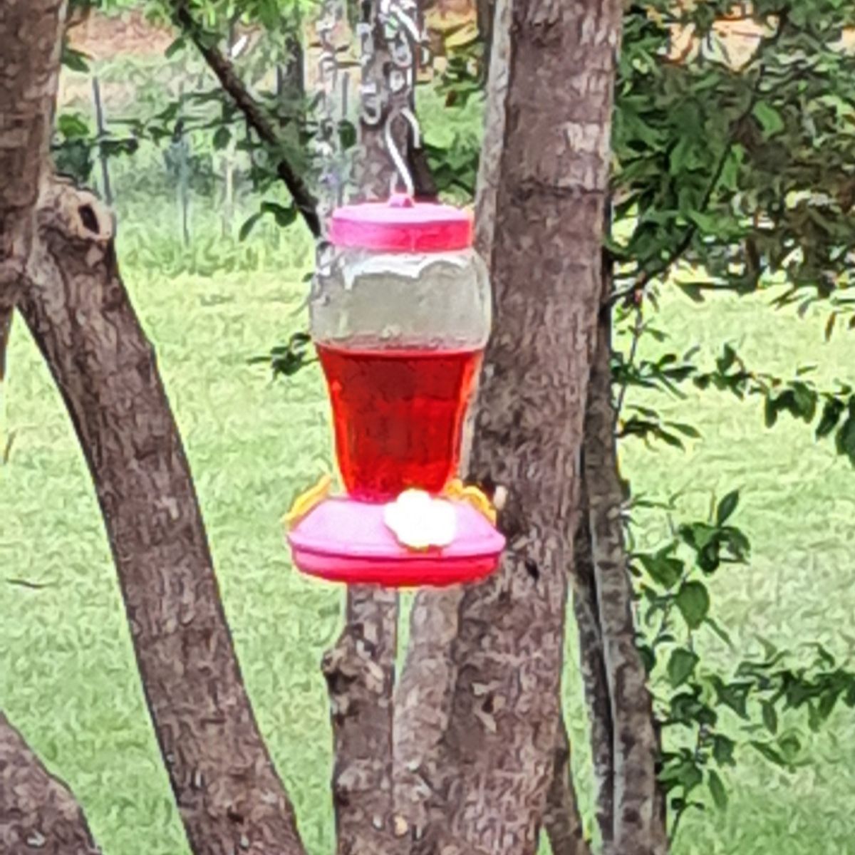 hummingbird at a feeder
