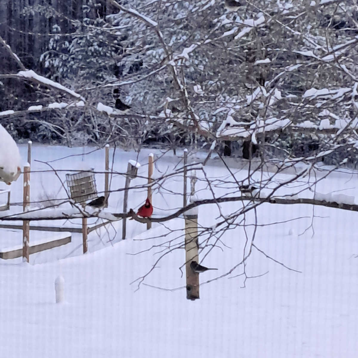 birds on the feeder on a snowy day