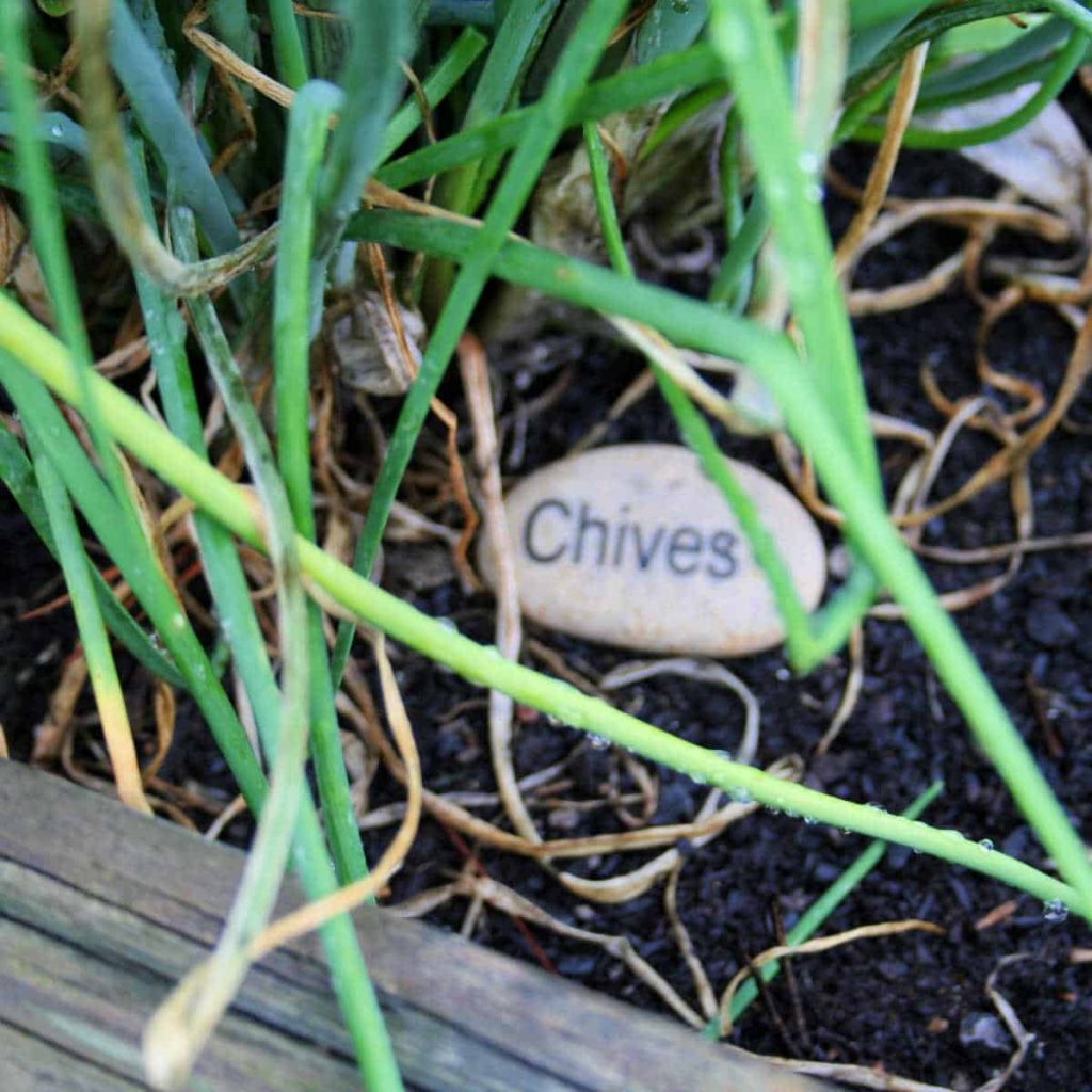 chives growing in the garden with a plant marker made from a rock