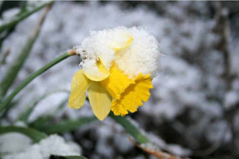 Do You Need to Protect Daffodils from the Snow? - Home Garden Joy