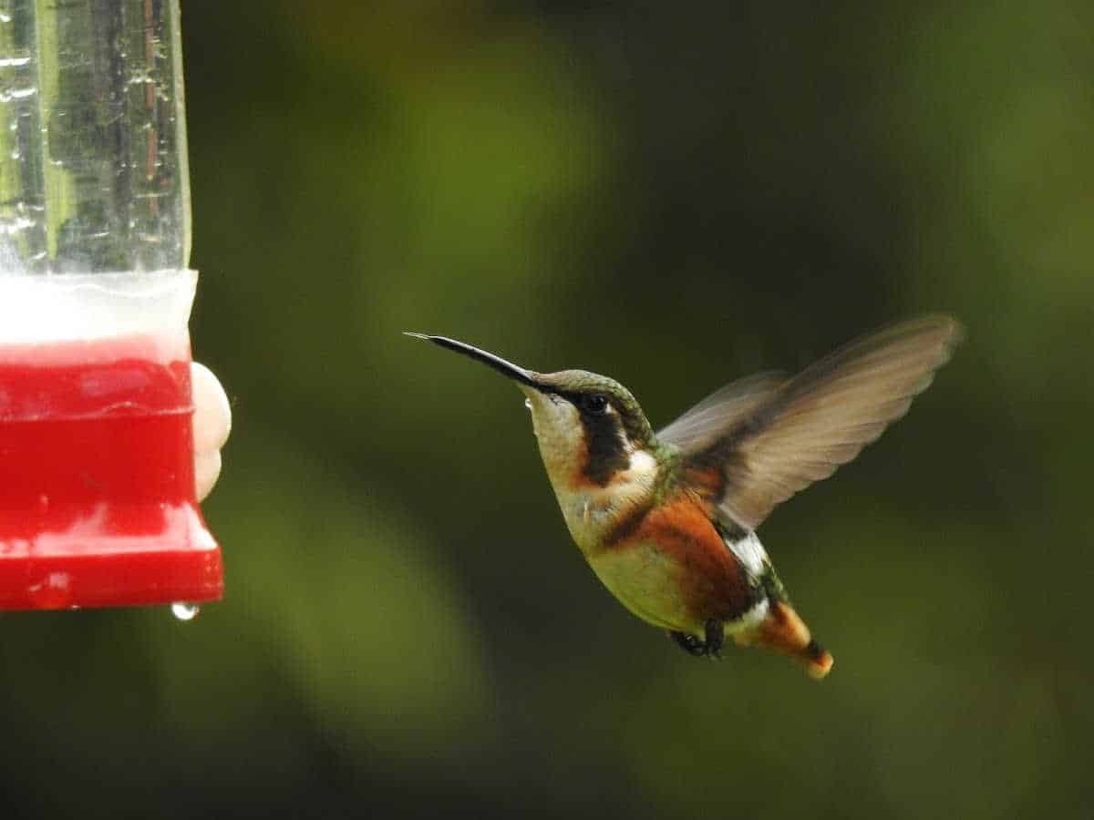 a hummingbird approaching a nectar feeder