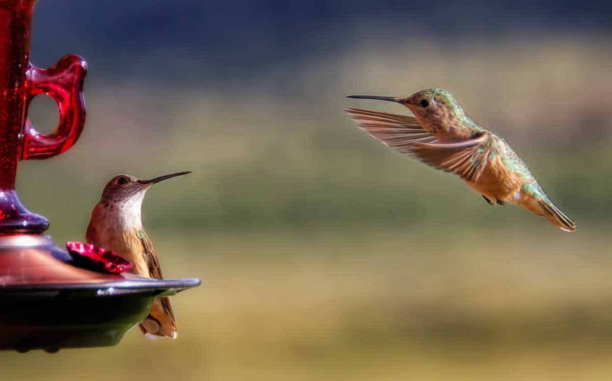 Hummingbird Nectar Recipe