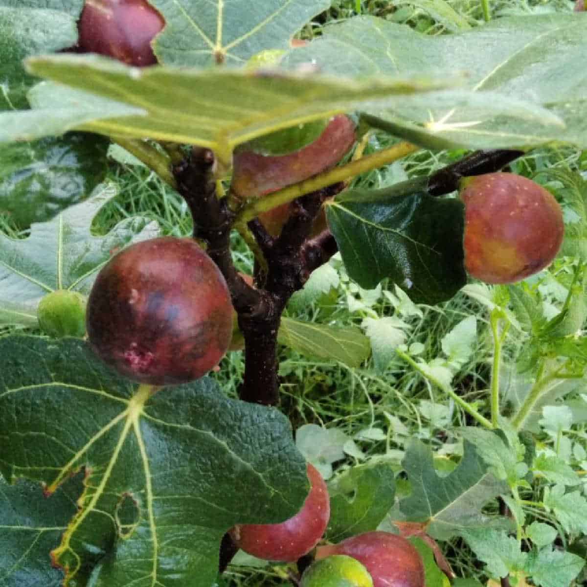 brown figs on the tree