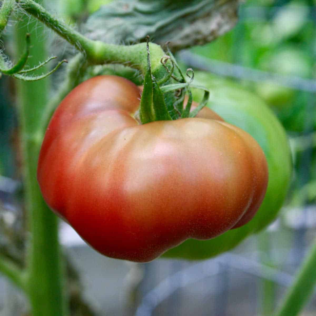 heirloom tomato