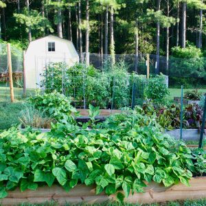raised bed vegetable garden