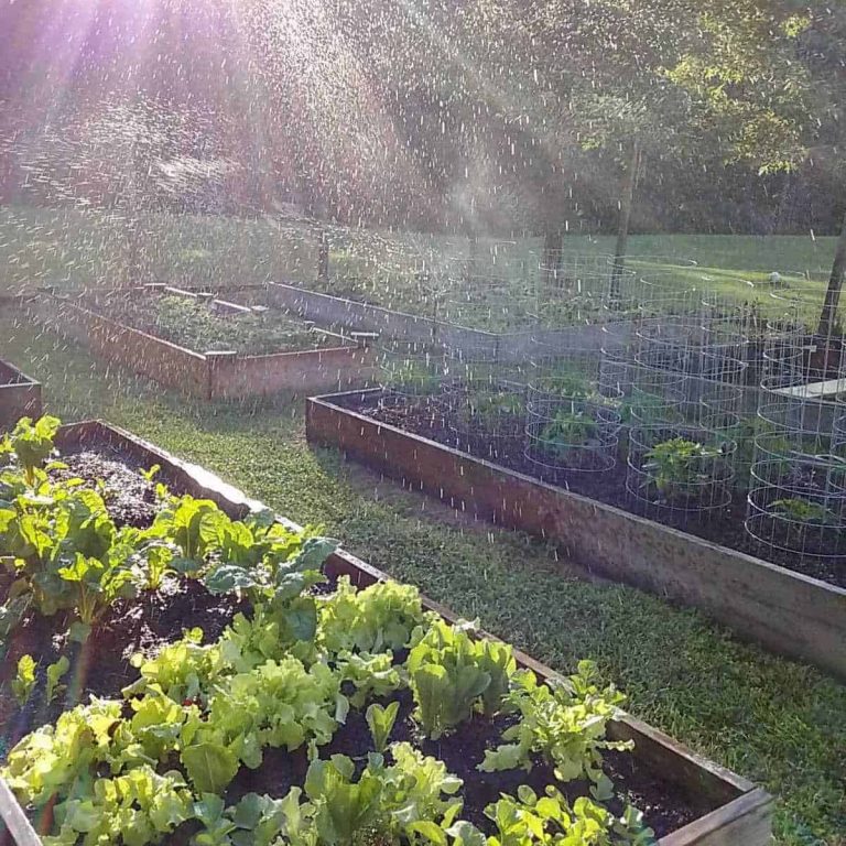 water droplets in sunbeams over a raised bed vegetable garden