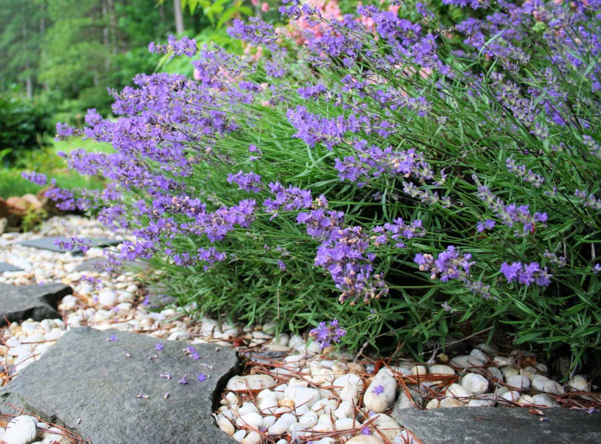 How to Grow Lavender  Lavender Planting & Growing Tips – Bonnie Plants