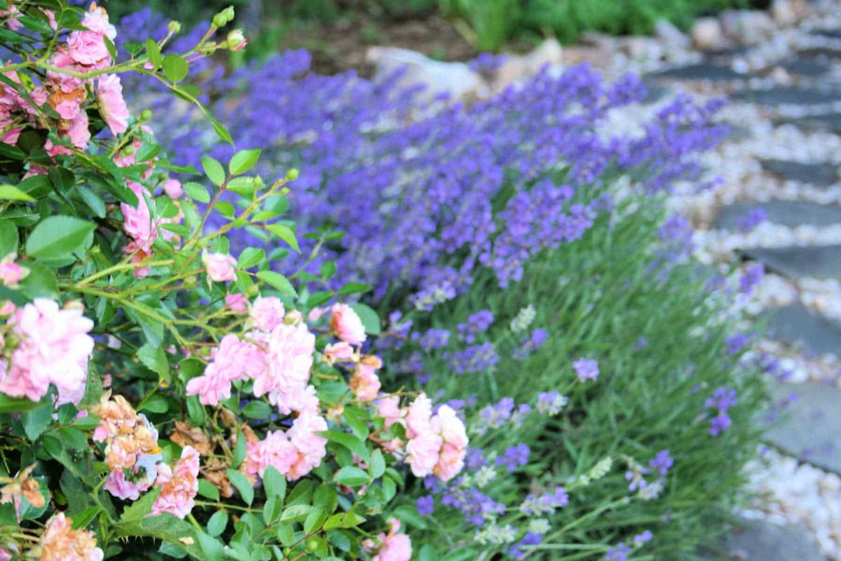 When is the best time to plant Lavender? – Soto Gardens