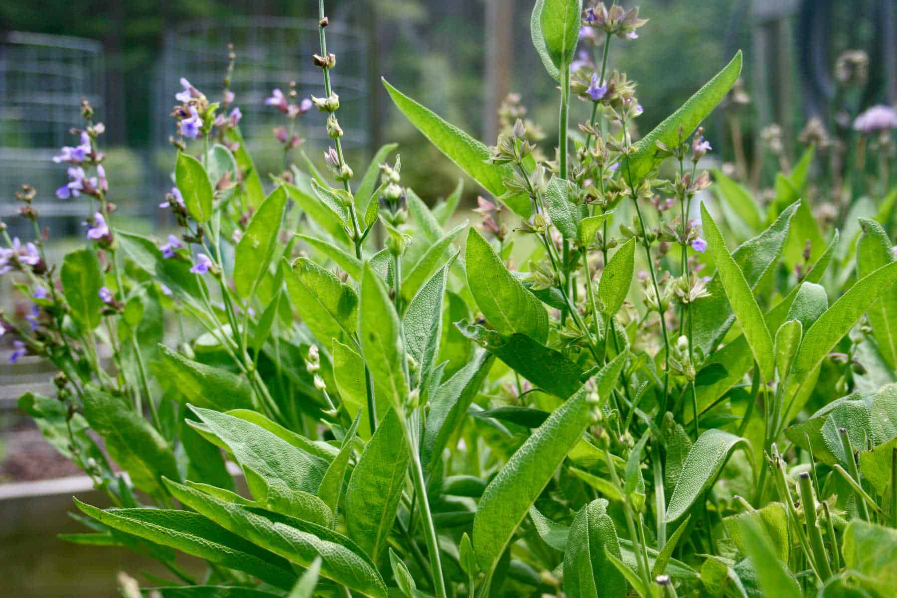 sage in bloom in the garden