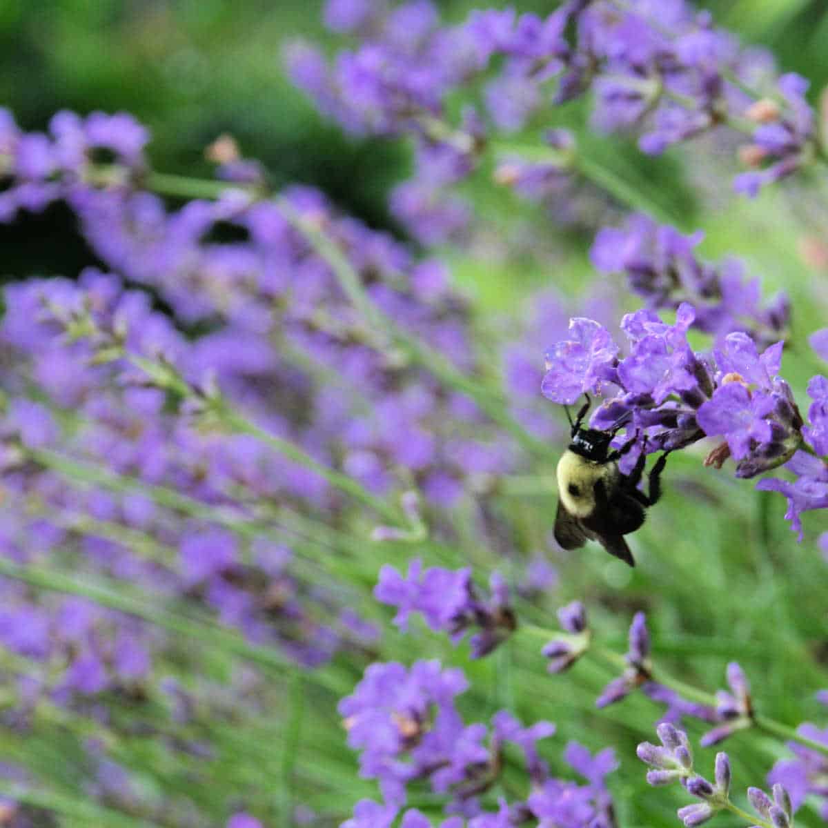 bee on lavender