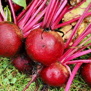 fresh beets from the garden on the lawn after being washed