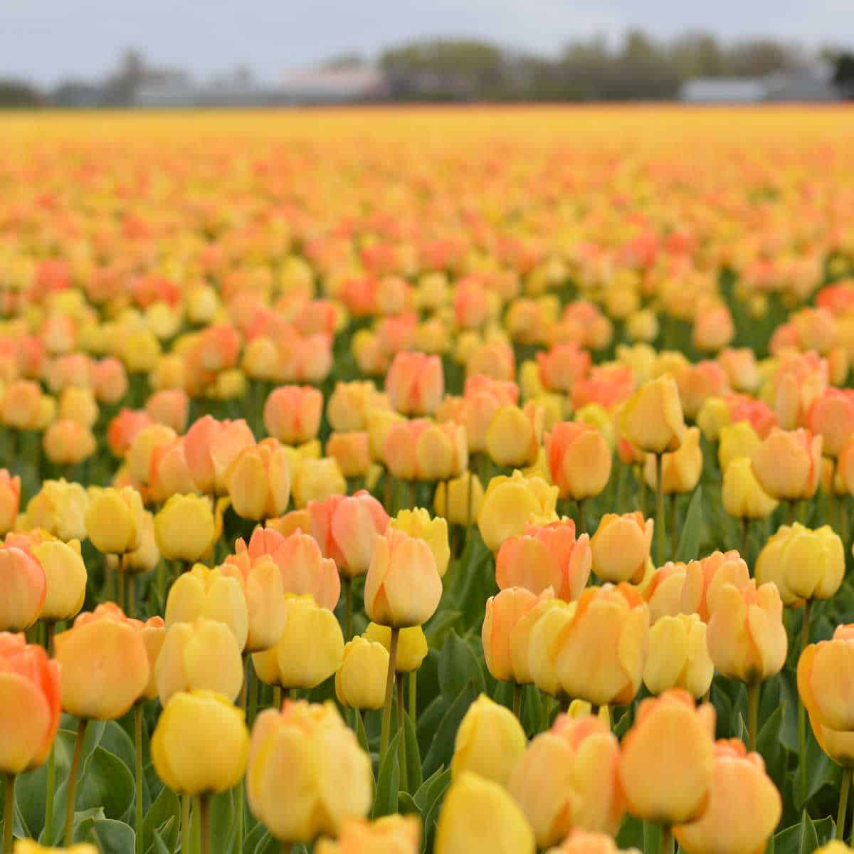 a field of yellow Dutch grown tulip bulbs