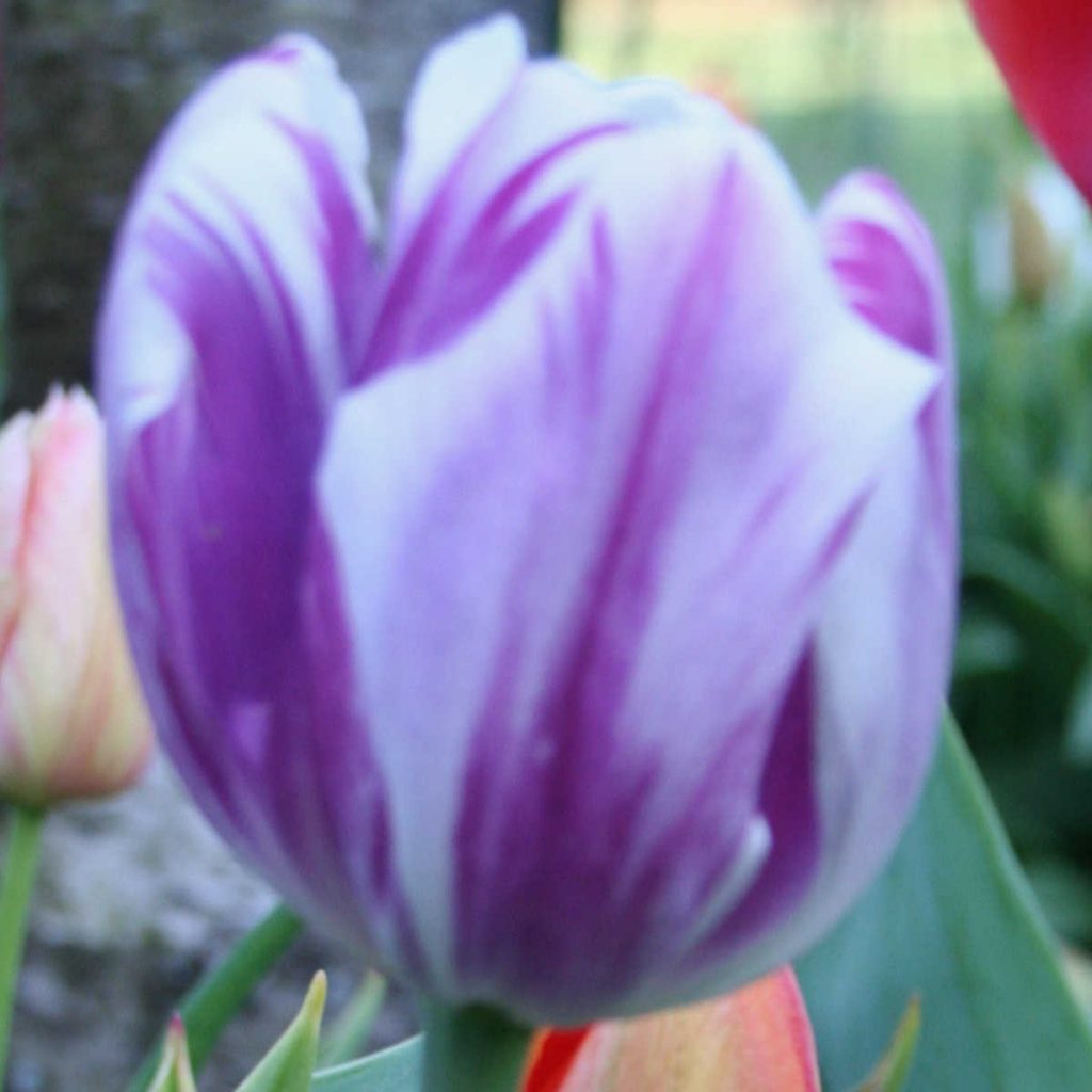 purple Rembrandt tulip