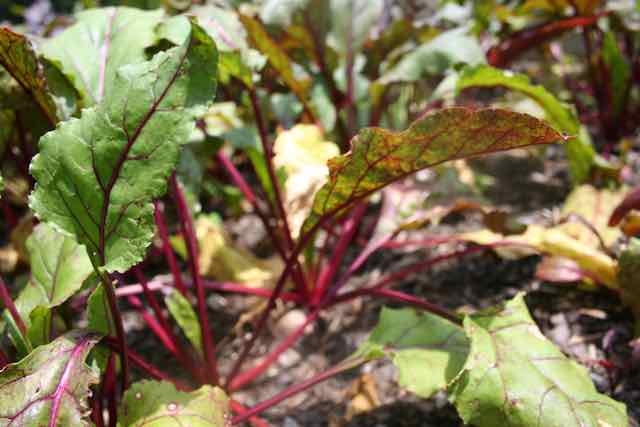 beet leaves