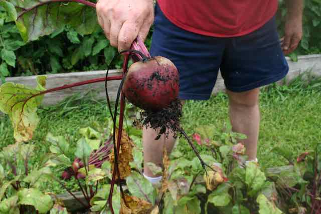 picking a large beet