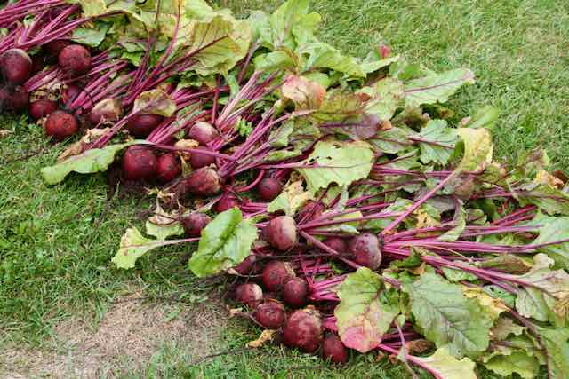 piles of organic beets lined up on the grass