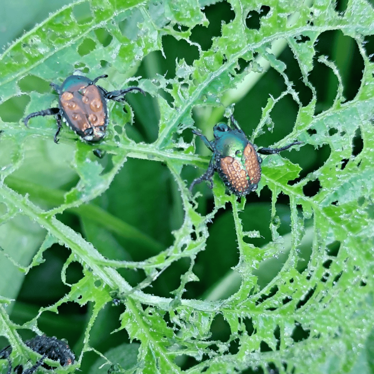Japanese beetles