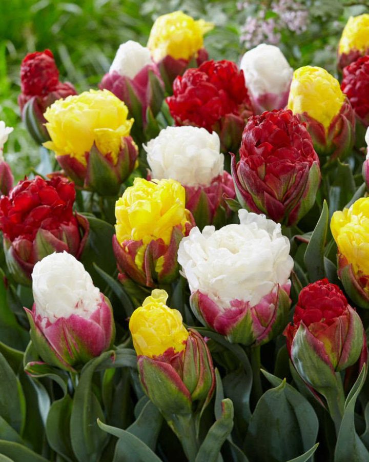 Why Choosing Dutch Tulip Bulbs Matters for Growing Great Tulips - Home ...