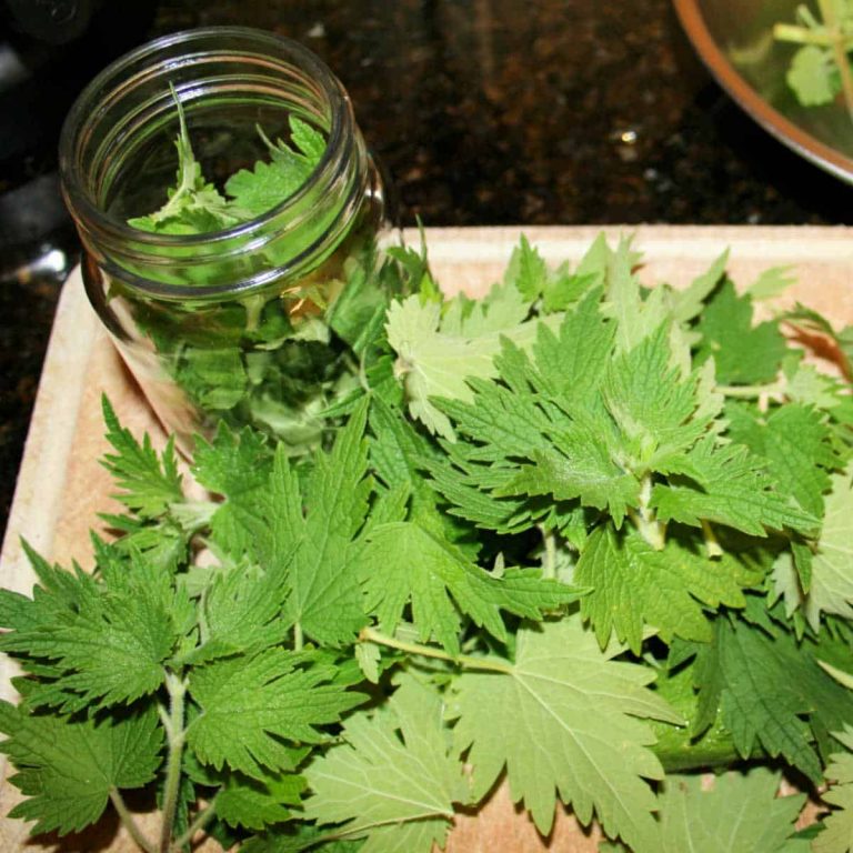 motherwort plants, glass jar, and cutting board