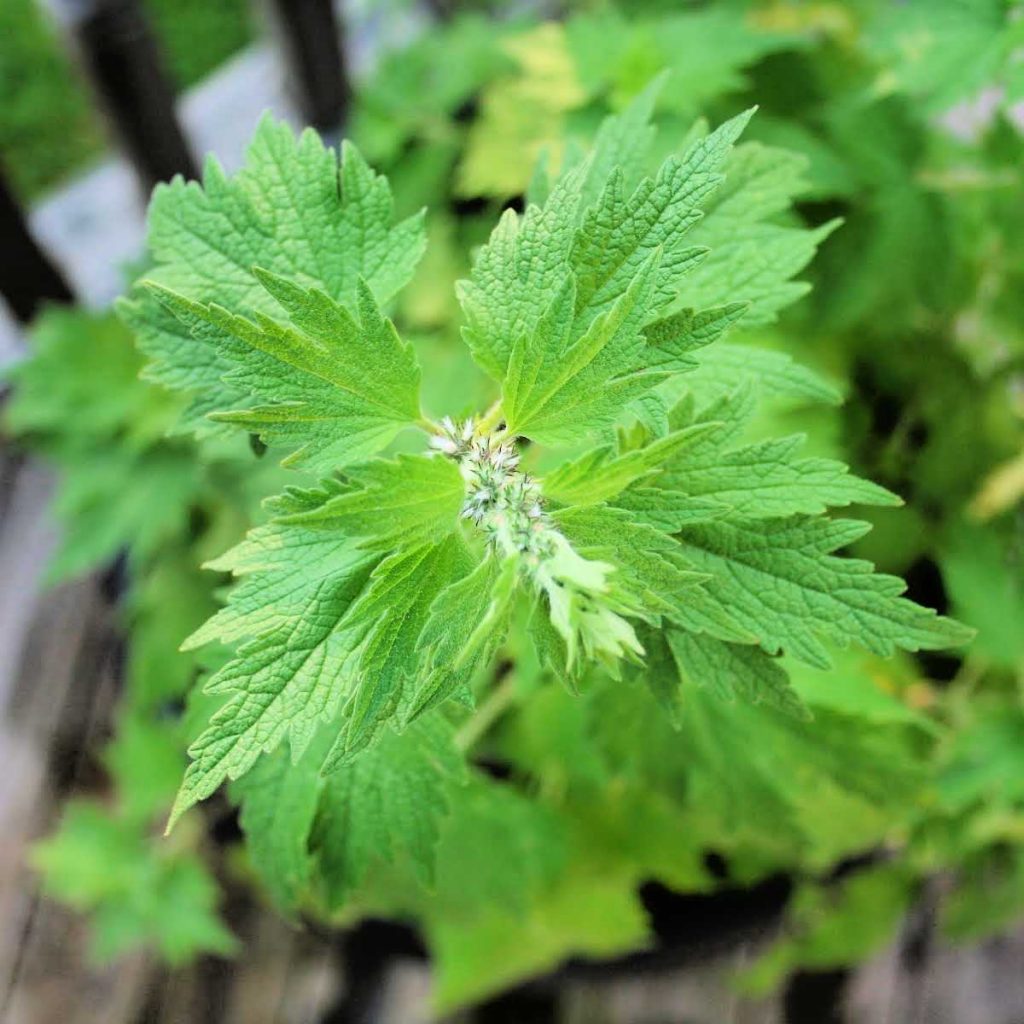 flower of motherwort herb