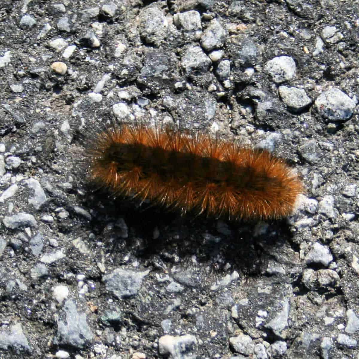 woolly bear caterpillar on a gravel road