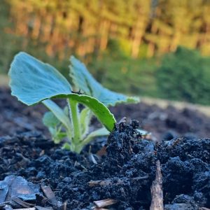 a young seedling in the garden
