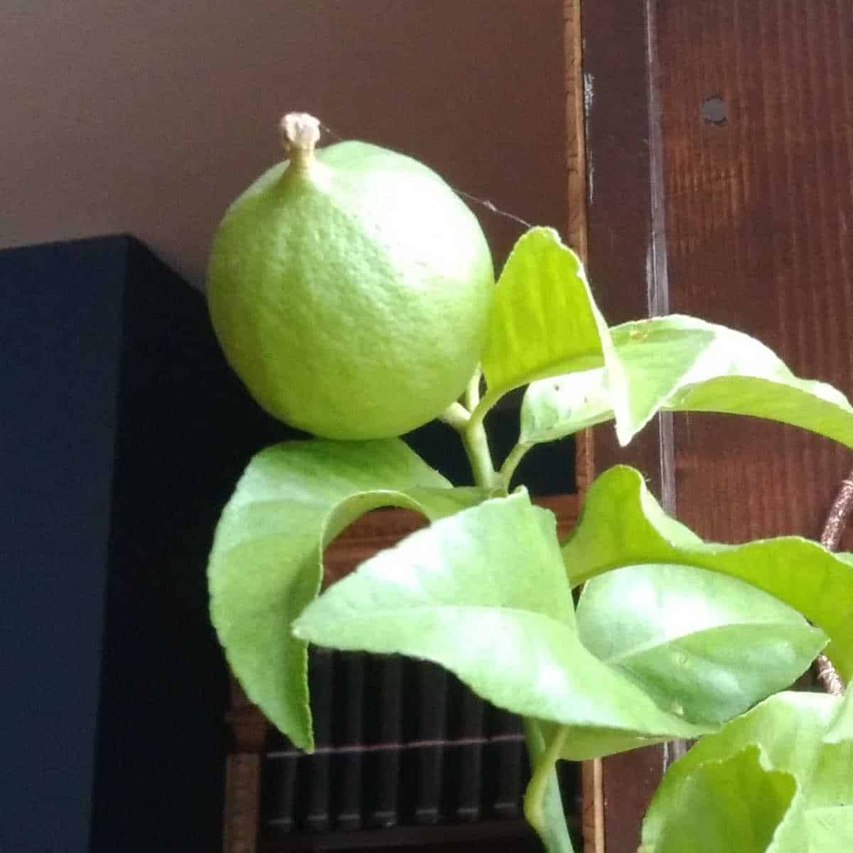 lemon on a lemon tree