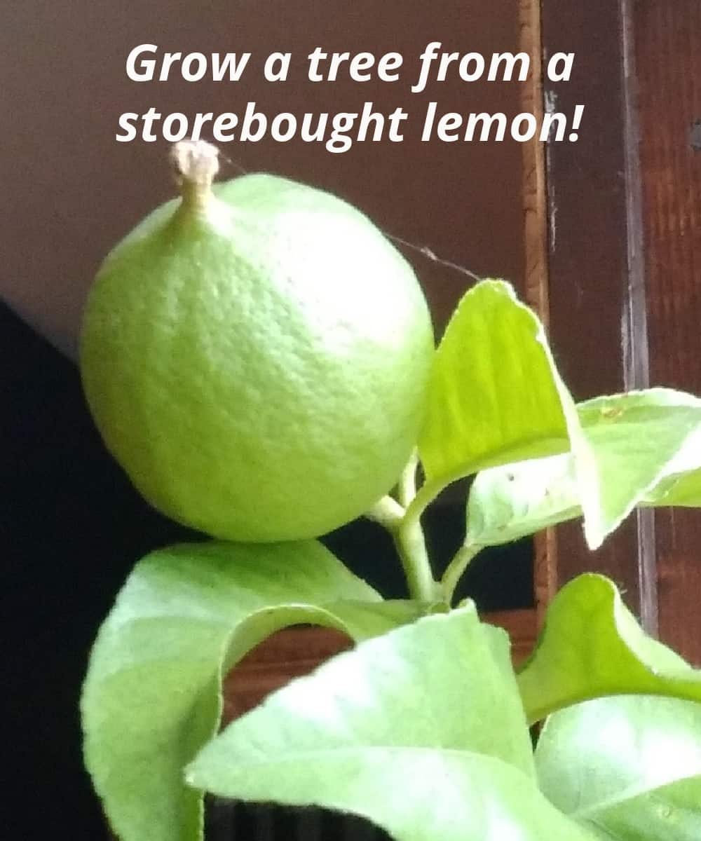 lemon on a tree