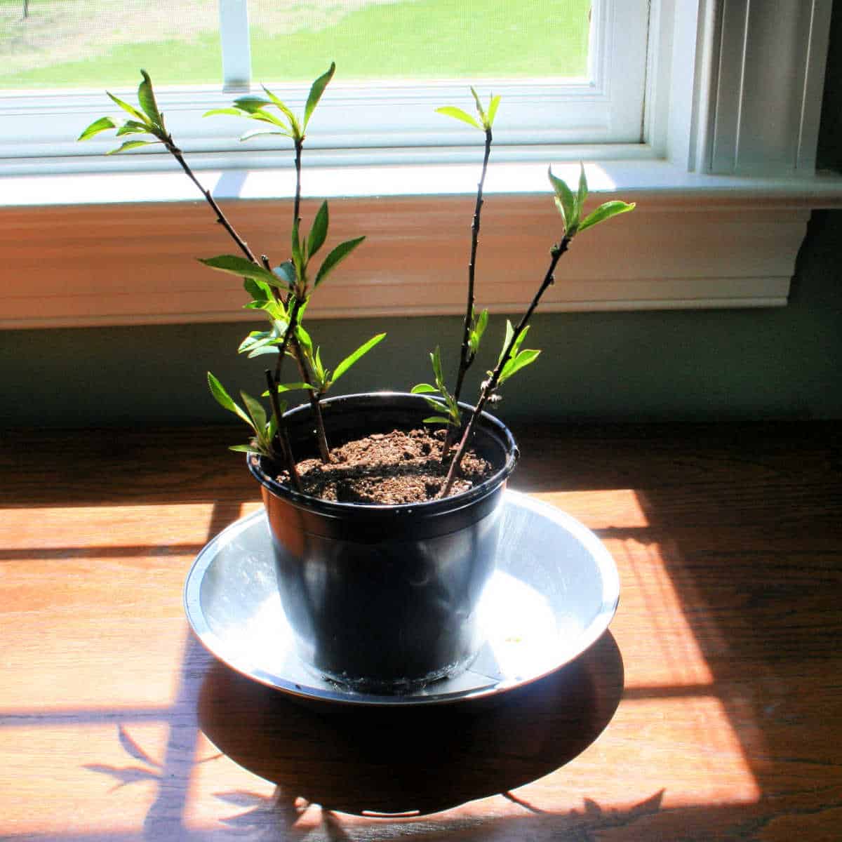 peach tree cuttings in a pot on a windowsill