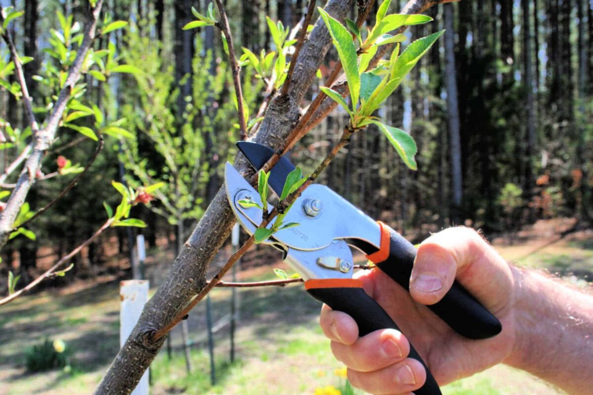 Growing Peach Trees: How To Plant A Peach Tree