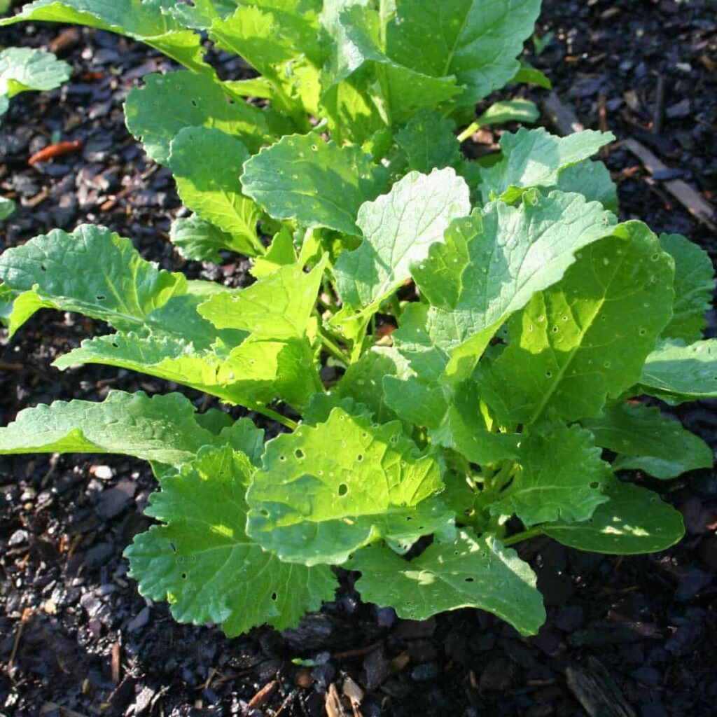 broccoli rabe greens growing in a raised bed garden