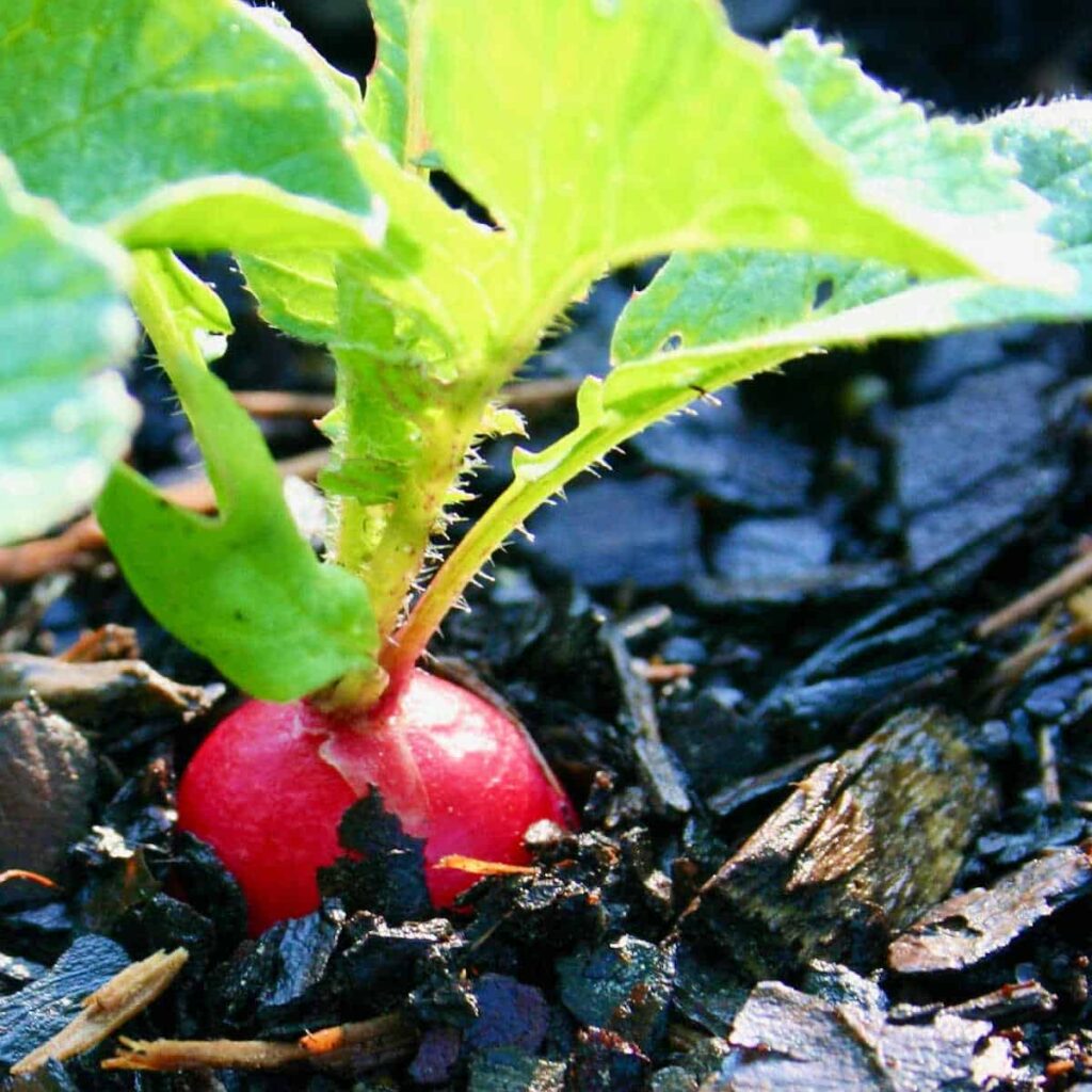a closeup of a radish in the soil