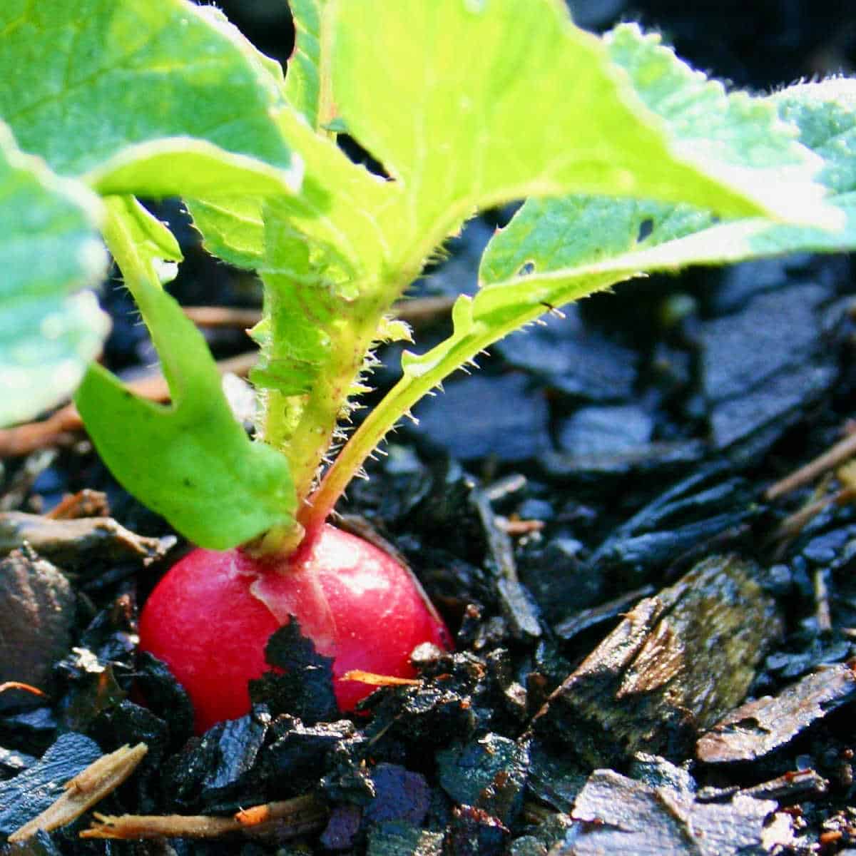 What Vegetables Can I Plant Together In A Raised Bed