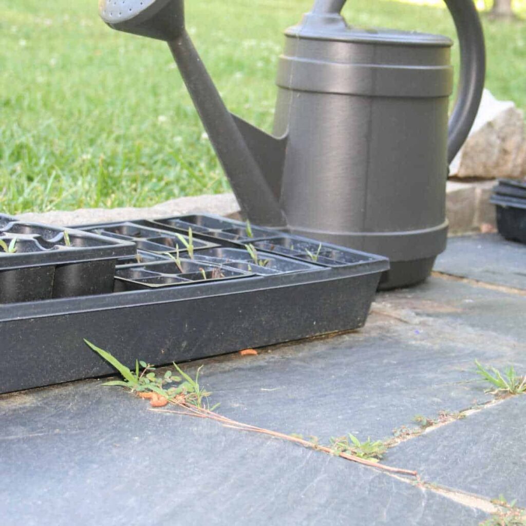 a watering can next to a seed tray on a sidewalk
