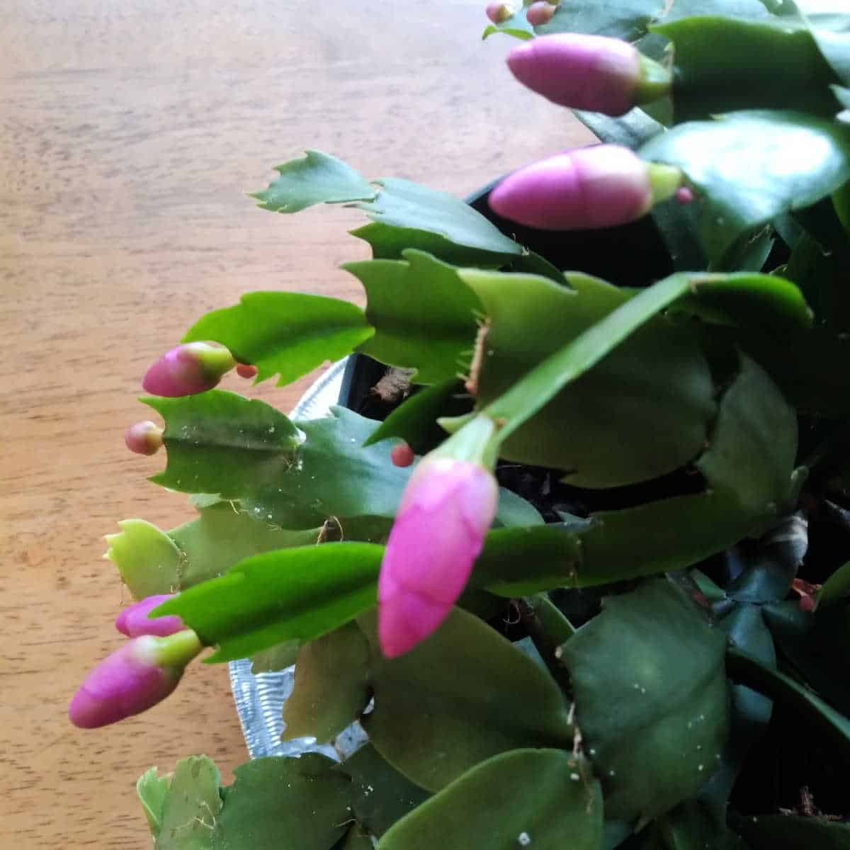 a close up of a pink Christmas cactus flower on a wooden table