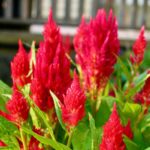 red celosia flowers in the garden