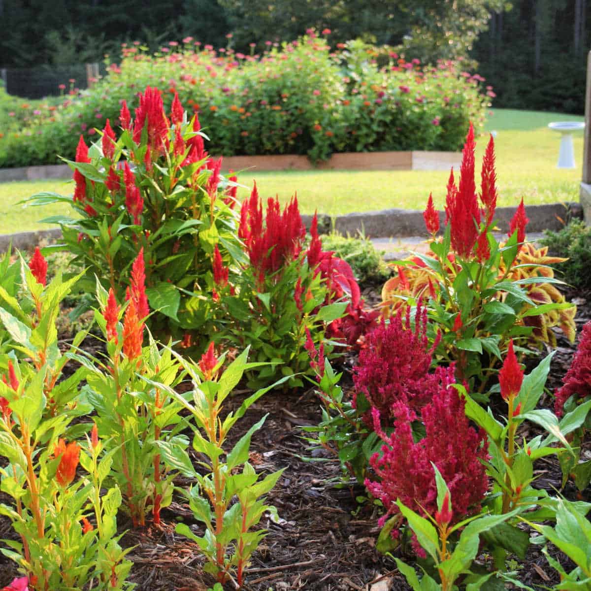 How To Keep Your Celosia Plants Blooming Indoors