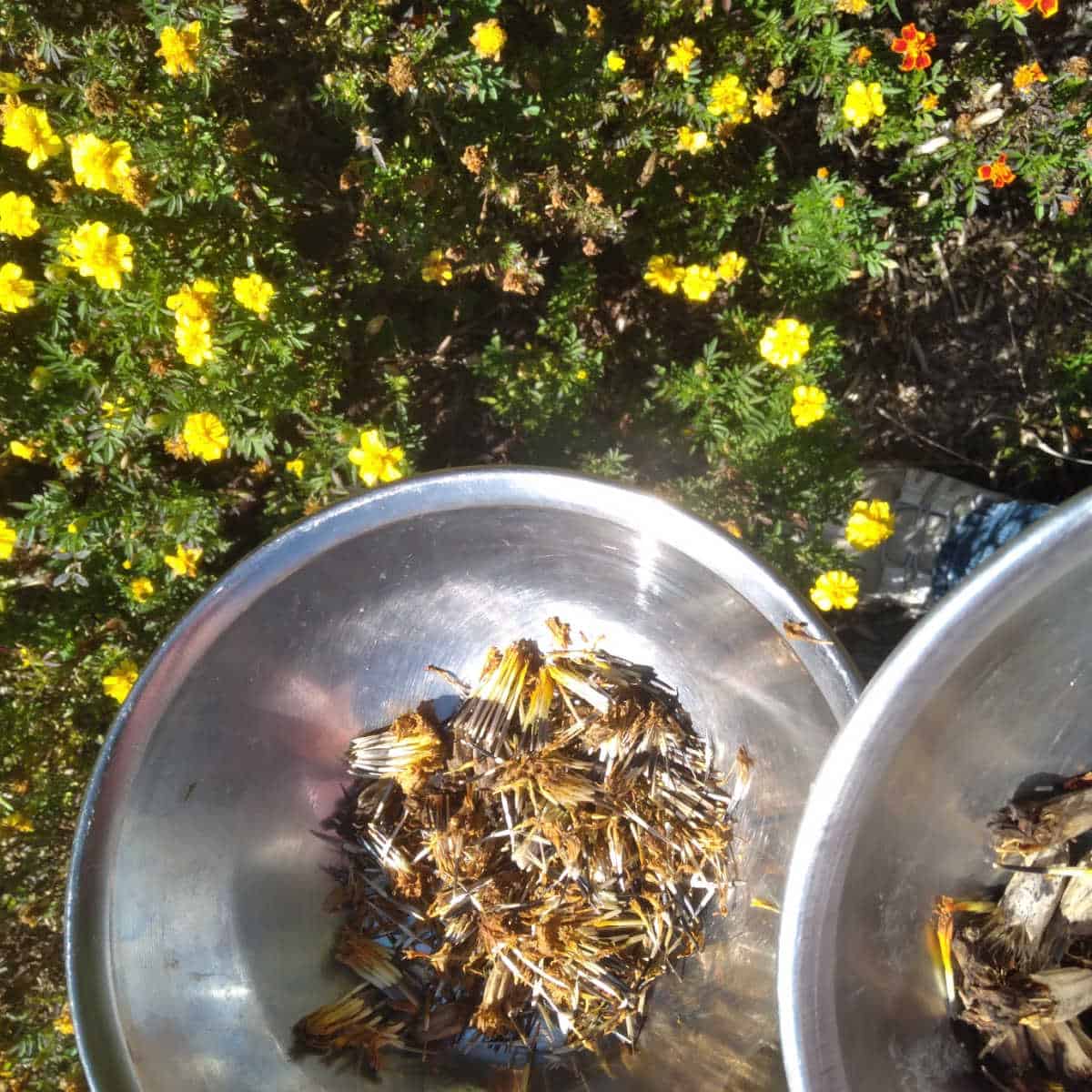 yellow marigolds and a silver bowl holding marigold seeds