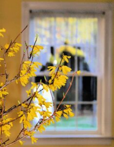 looking at forsythia with a window beyond in the background