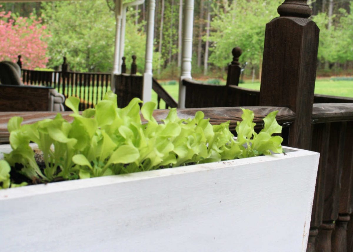 a window box filled with lettuce plants