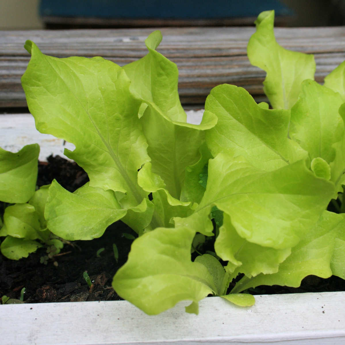 a close up of lettuce growing in a container window box
