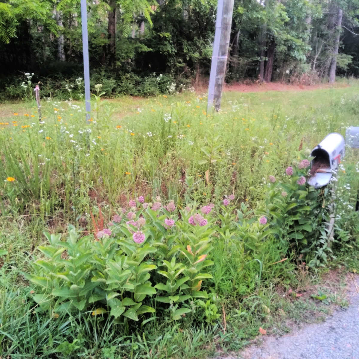 a street corner and mailbox - the corner is planted with abundant wild flowers