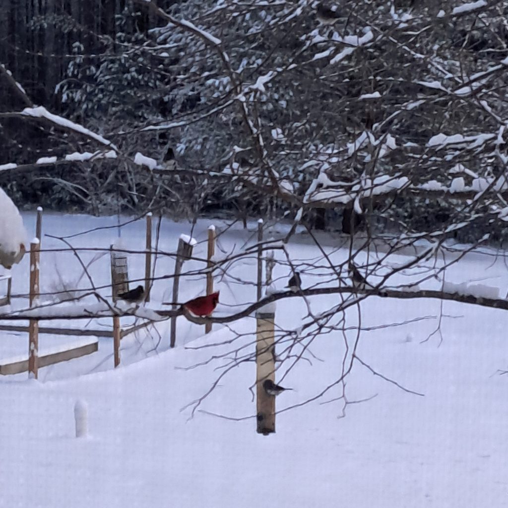 birds on the feeder