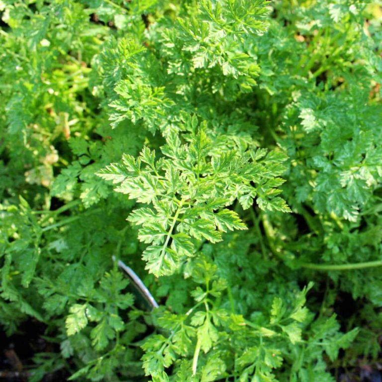 chervil plant
