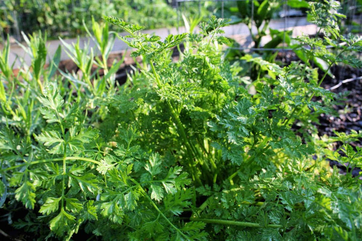 chervil plant