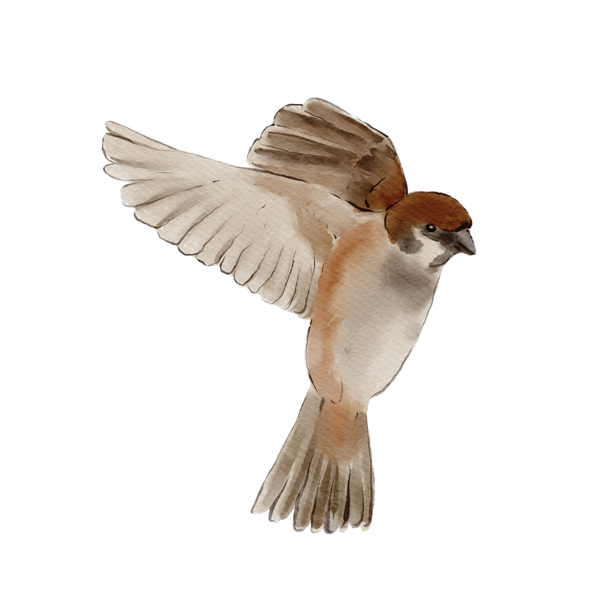 sparrow bird in flight