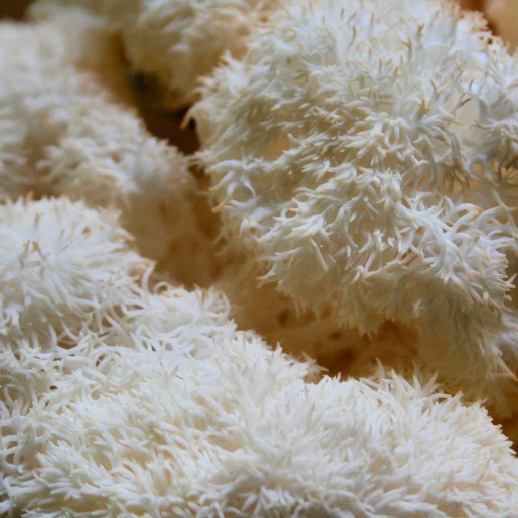 close up of lion's mane mushroom