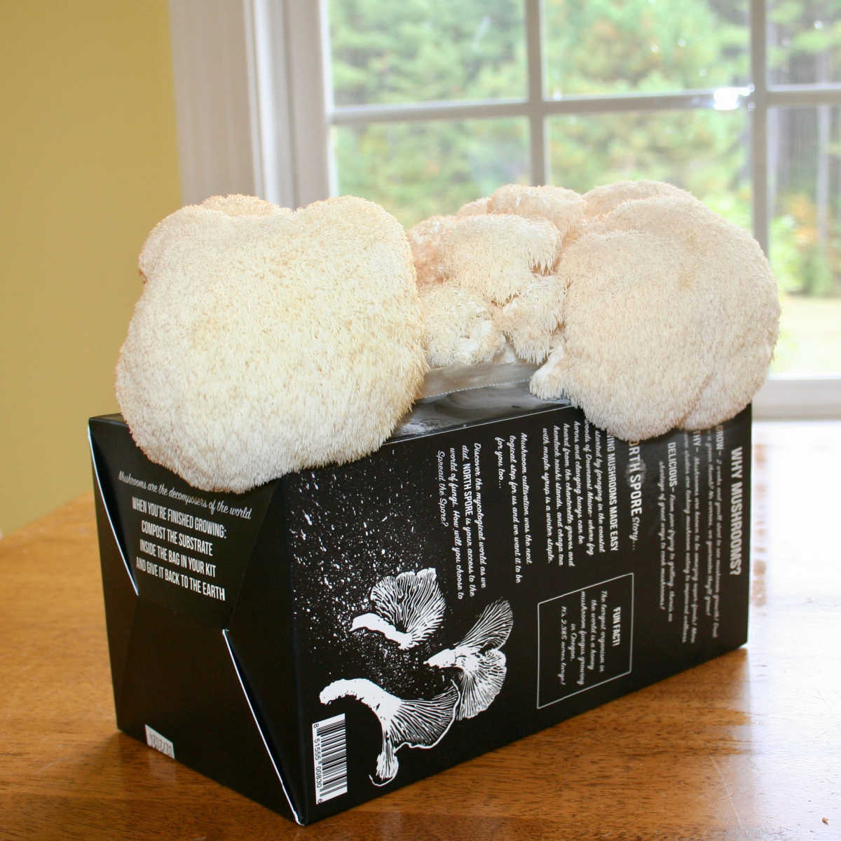 north spore mushroom kit